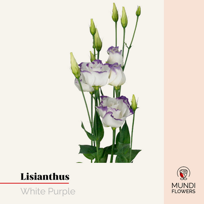 Lisianthus