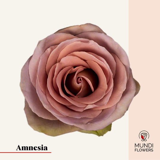 Amnesia