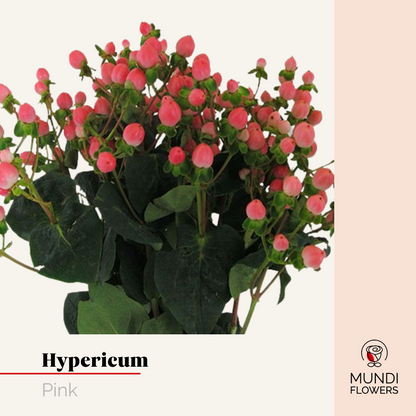Hypericum