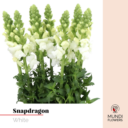 Snapdragon