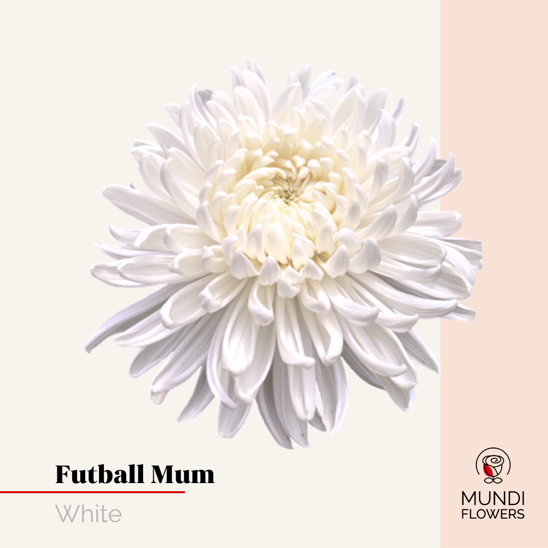 Futball Mum