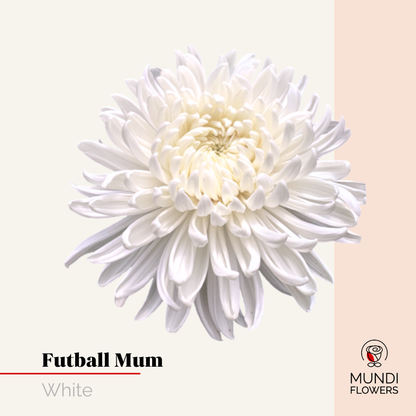 Futball Mum