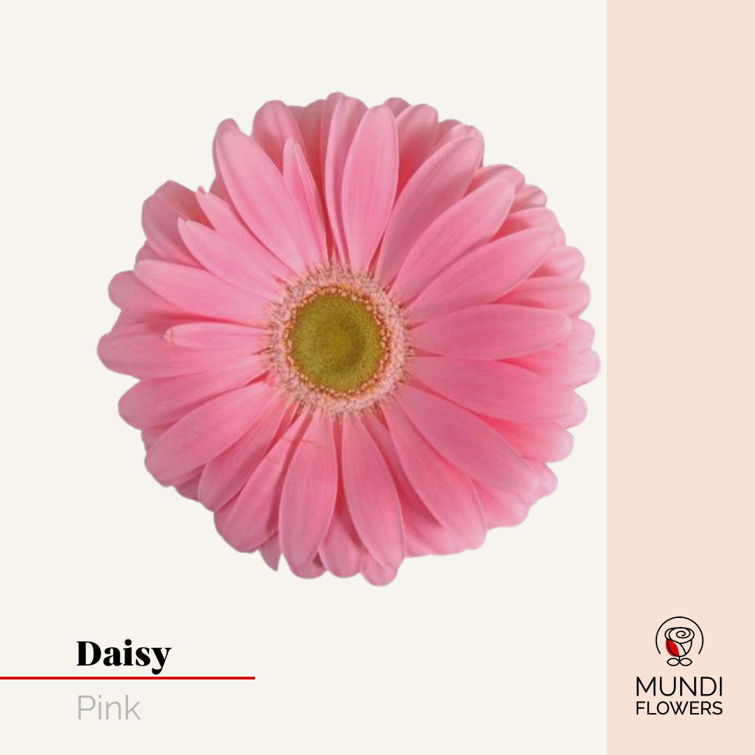 Daisy