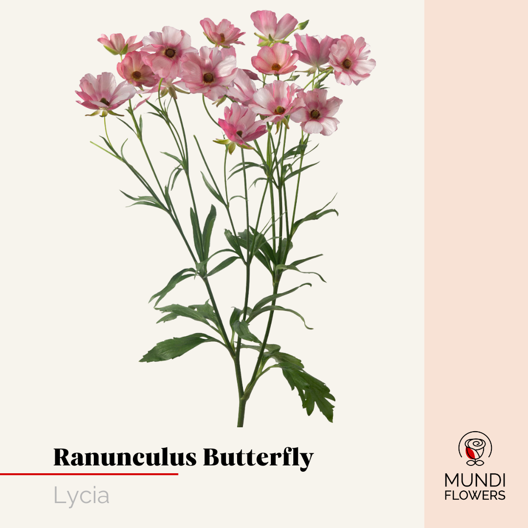 Ranunculus  Butterfly