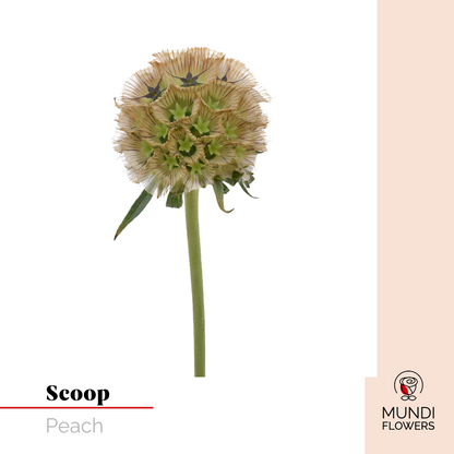 Scoops