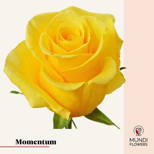 Momentum