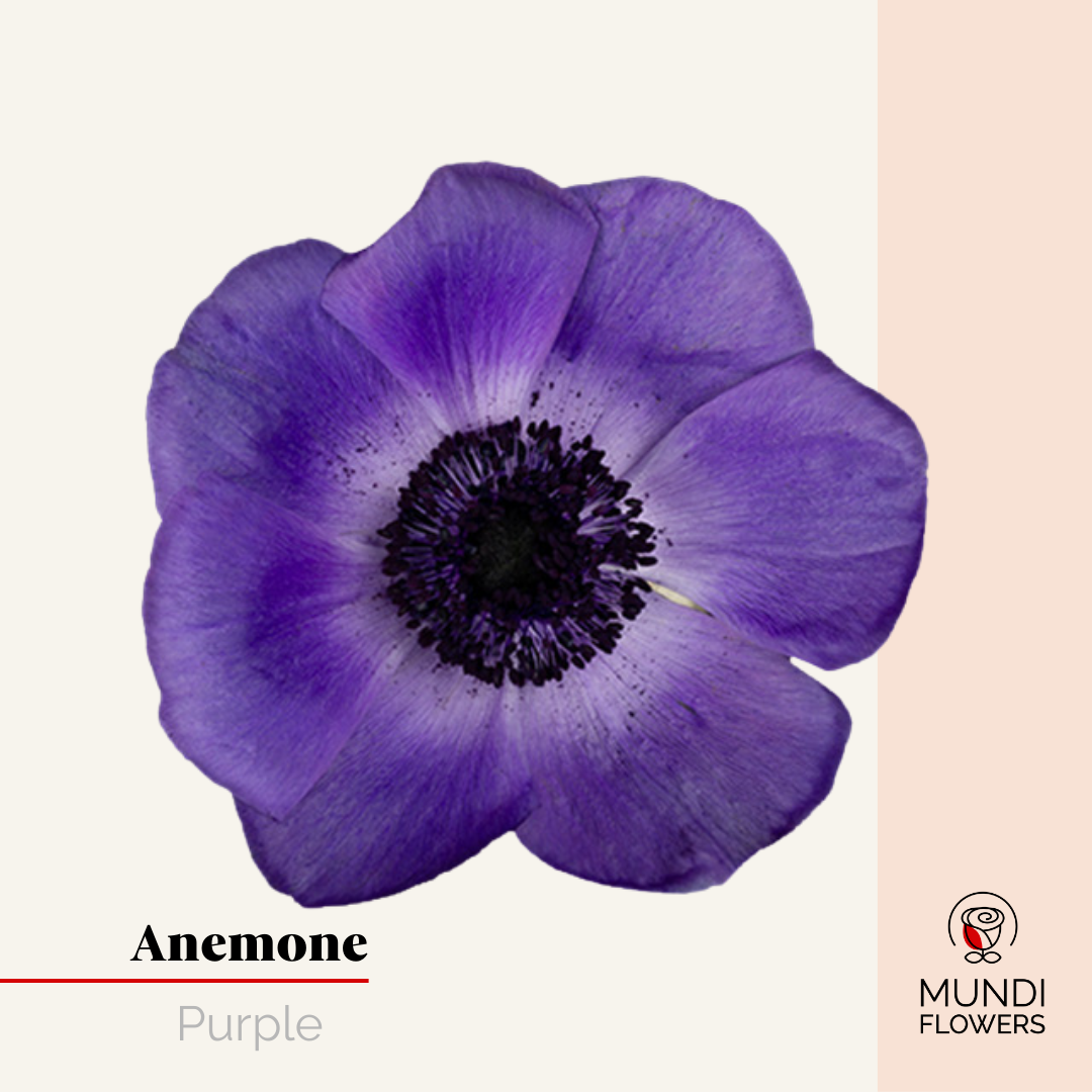 Anemone