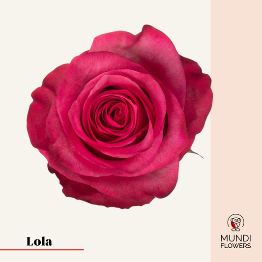 Lola