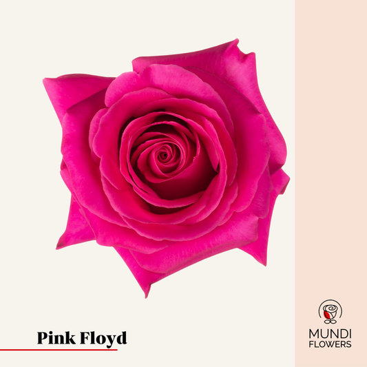 Pink Floyd