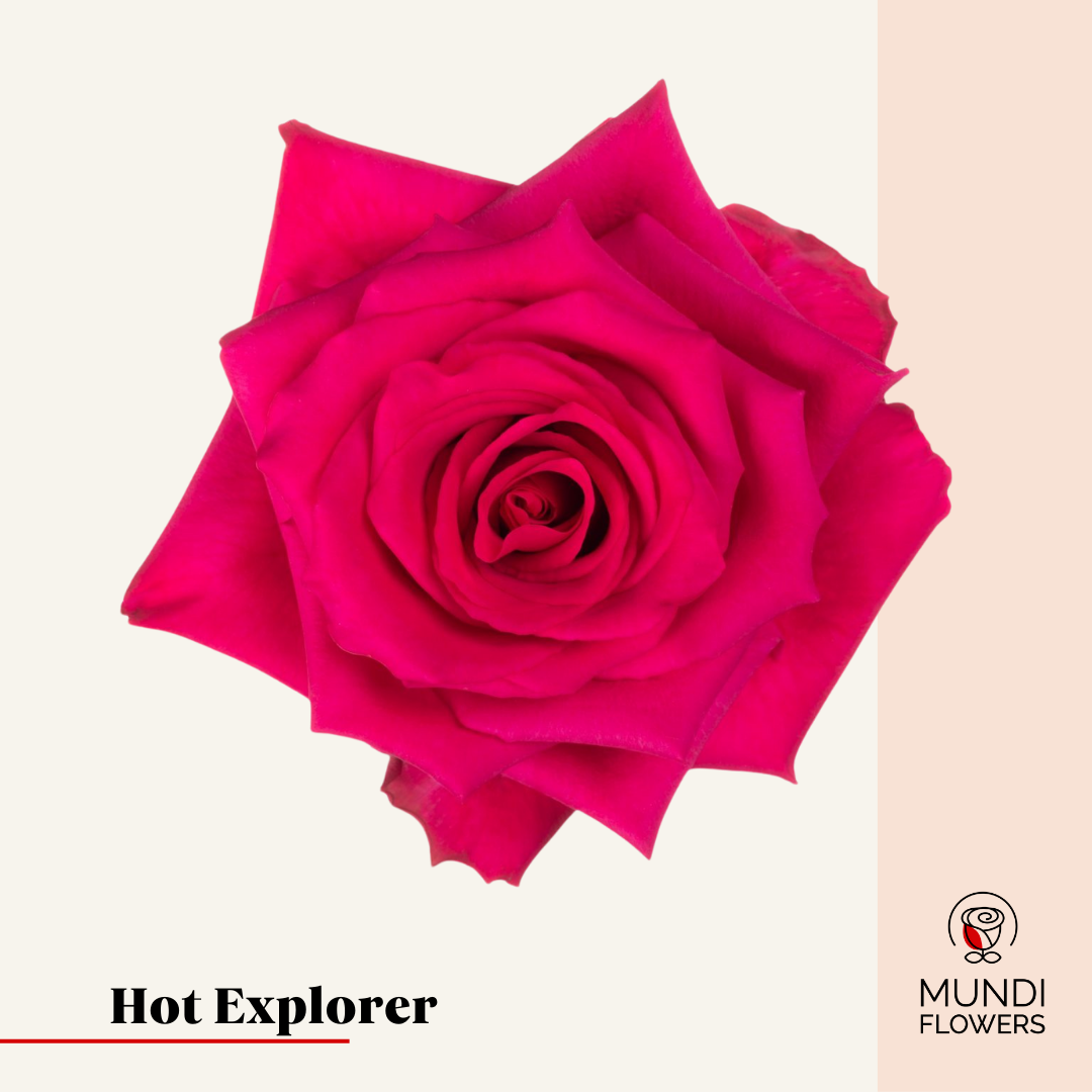 Hot Explorer – MundiFlowers Wholesale