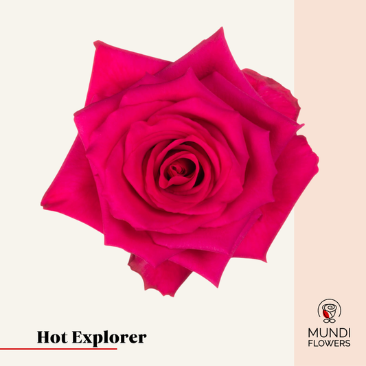 Hot Explorer