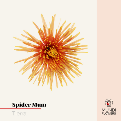 Spider Mum