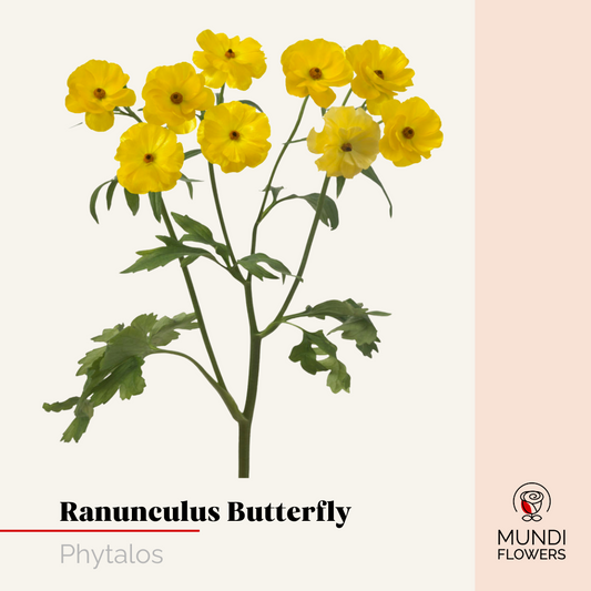 Ranunculus  Butterfly