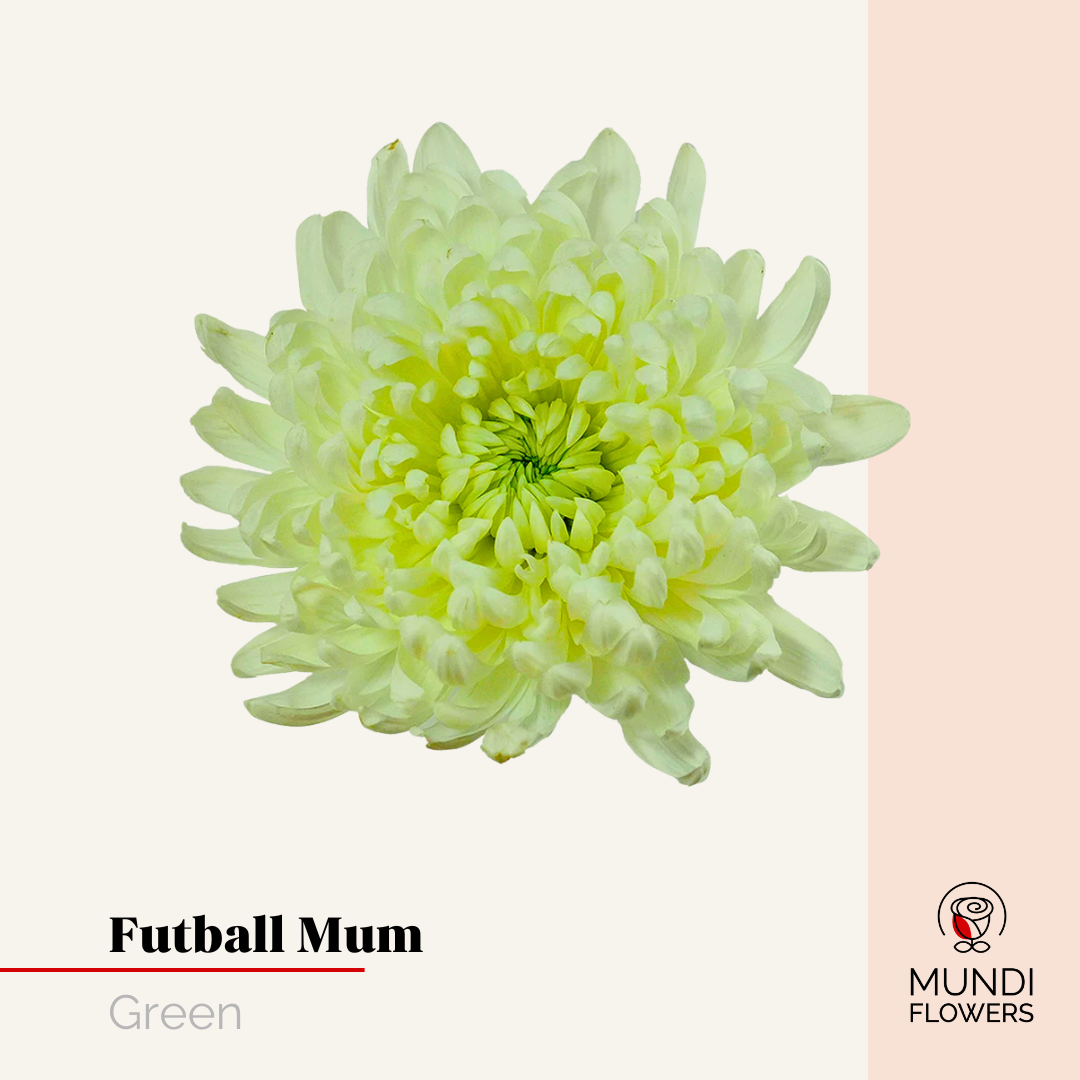 Futball Mum