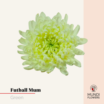 Futball Mum