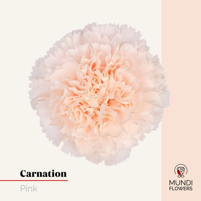 Carnations