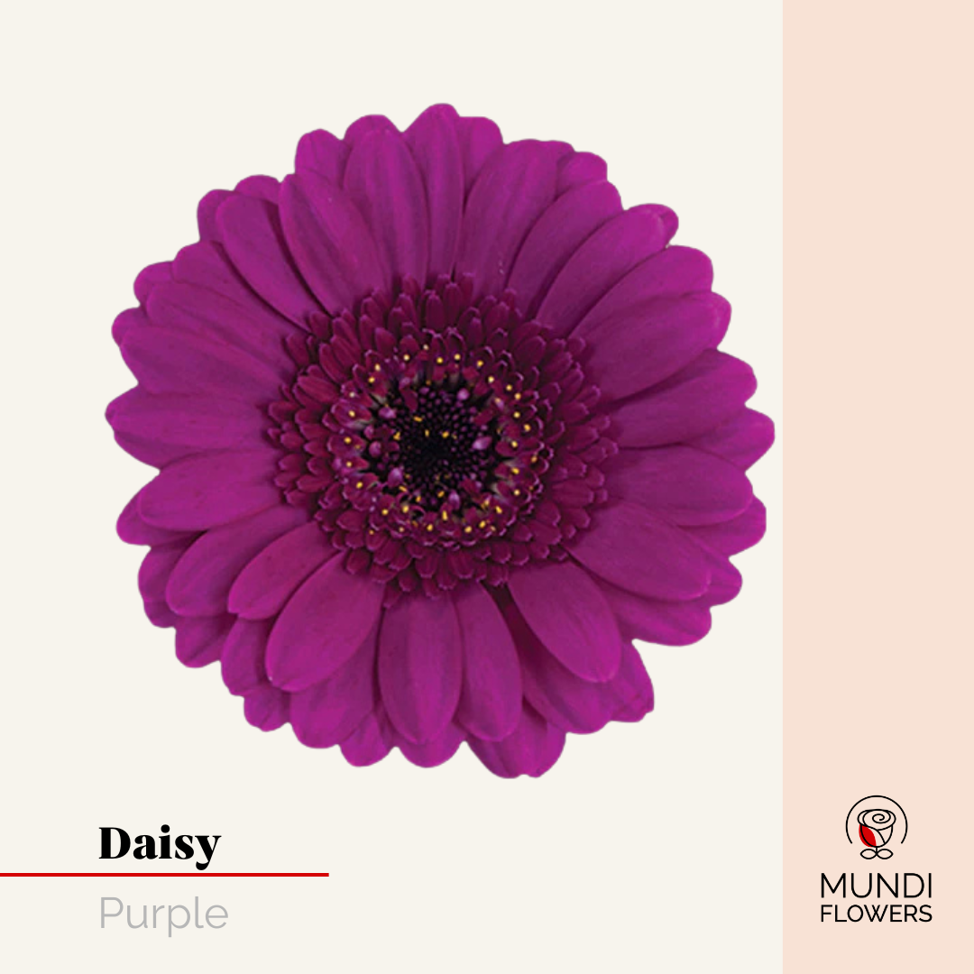 Daisy