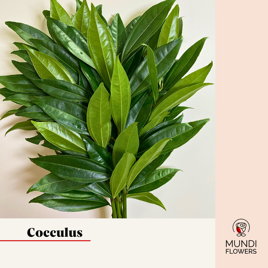 Cocculus