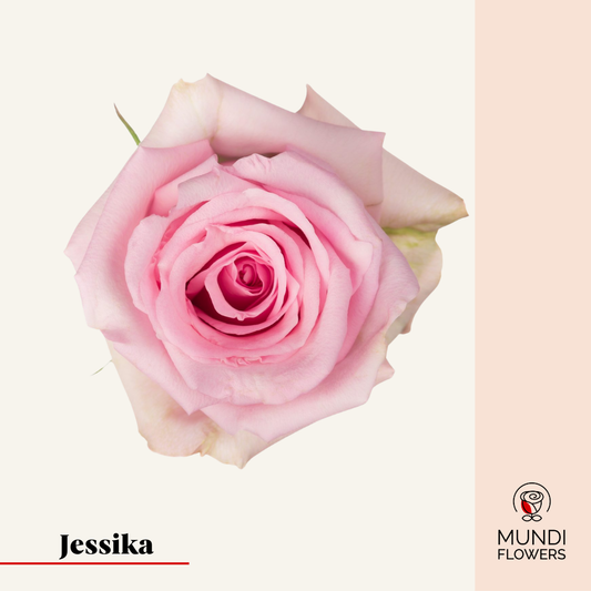 Jessika