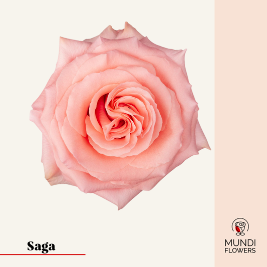 Saga