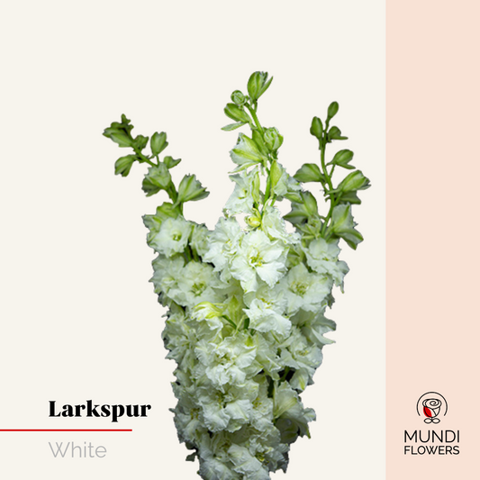 Larkspur