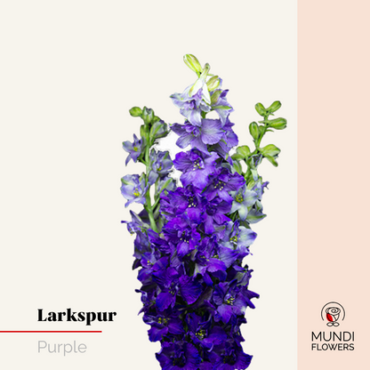 Larkspur
