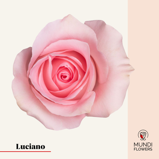 Luciano