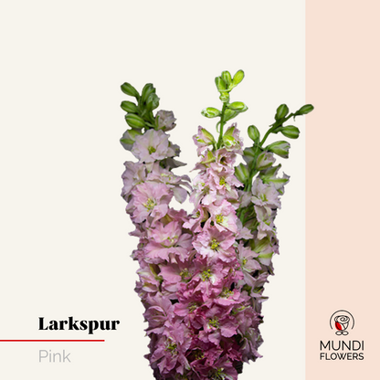 Larkspur