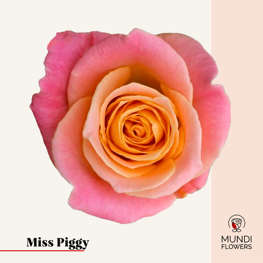 Miss Piggy