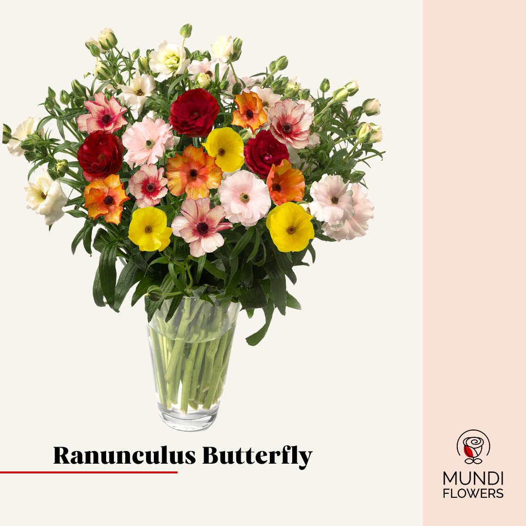 Ranunculus  Butterfly