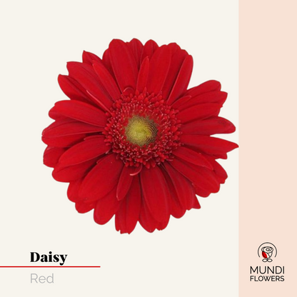 Daisy