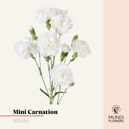 Minicarnations