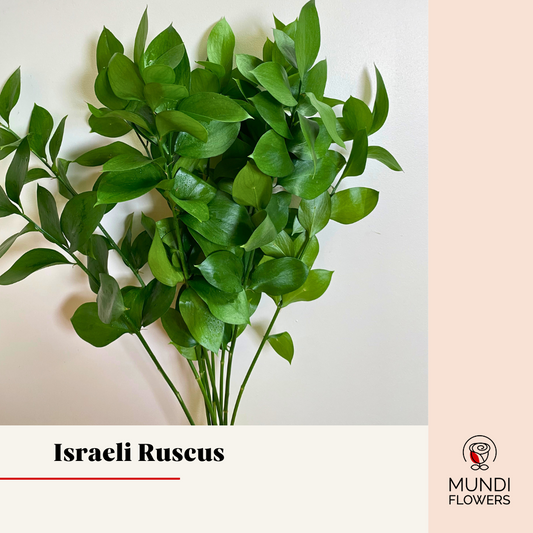 Israeli Ruscus