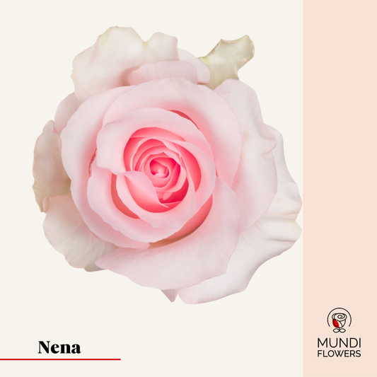 Nena