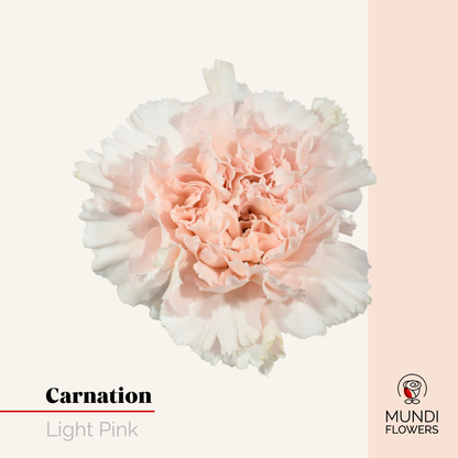 Carnations