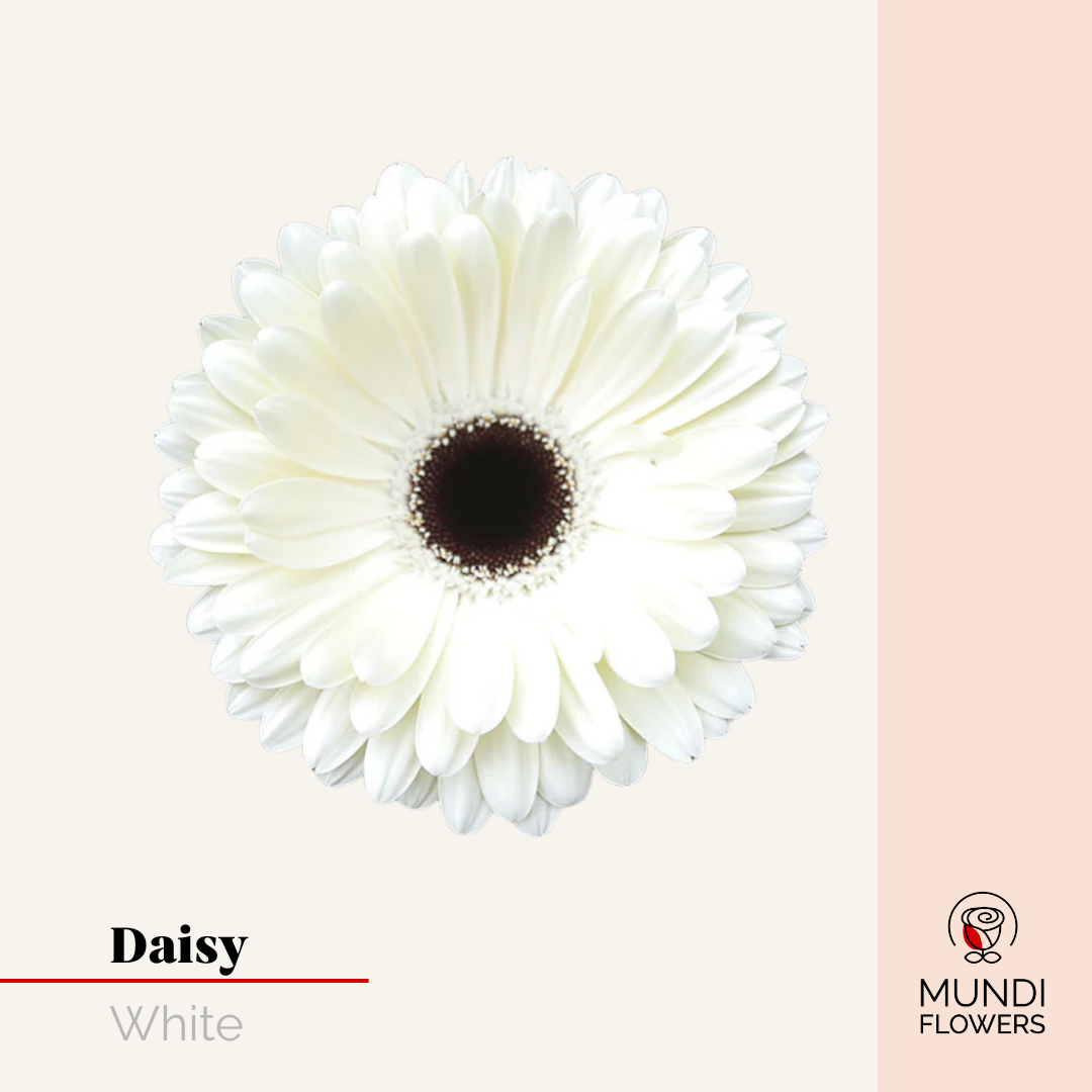 Daisy