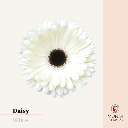 Daisy