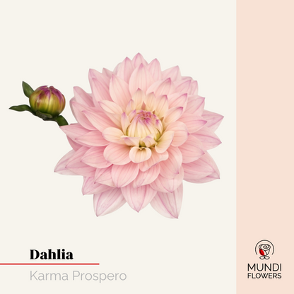Dahlia