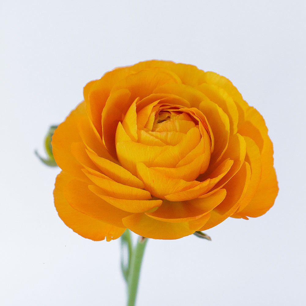 Ranunculus Elegance