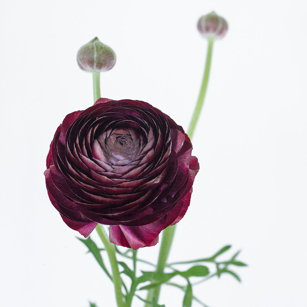 Ranunculus Elegance