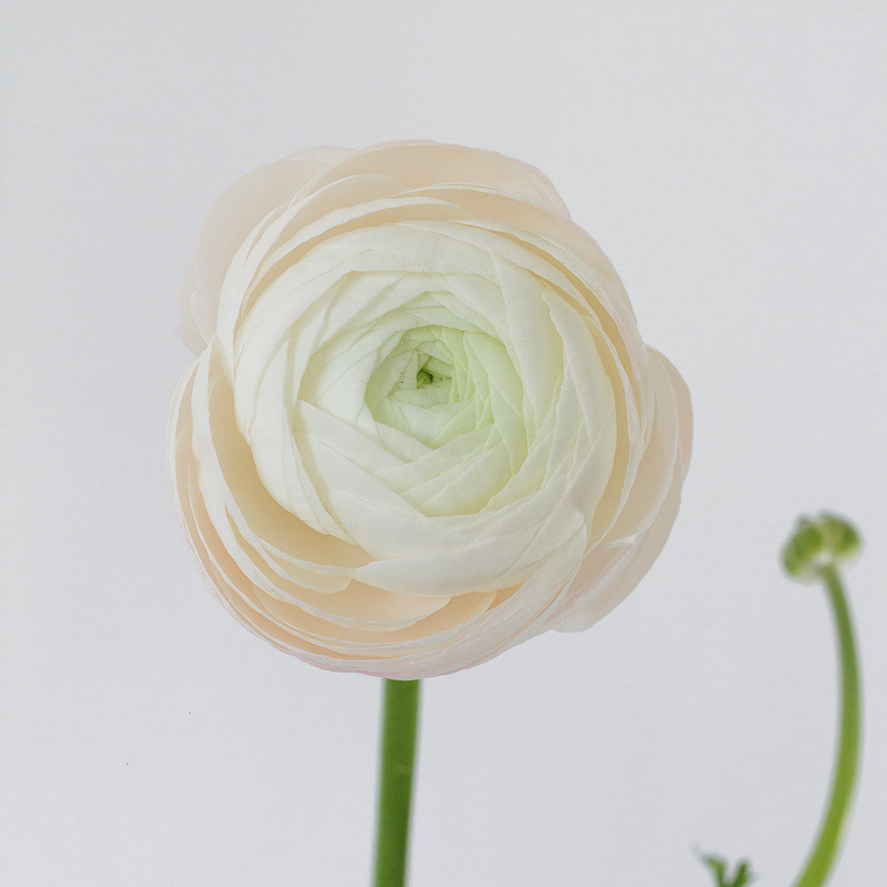 Ranunculus Elegance