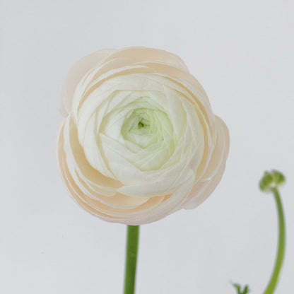 Ranunculus Elegance