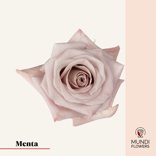 Menta