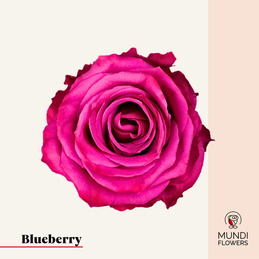 Blueberry