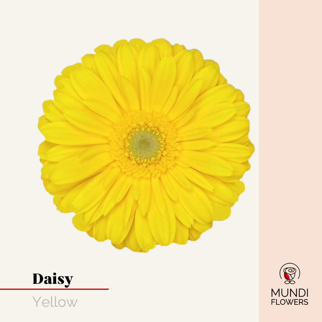 Daisy