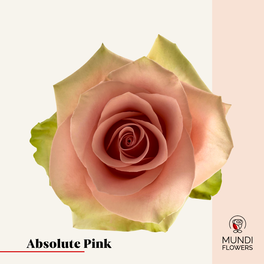 Absolute Pink Roses Absolute Pink – MundiFlowers Wholesale