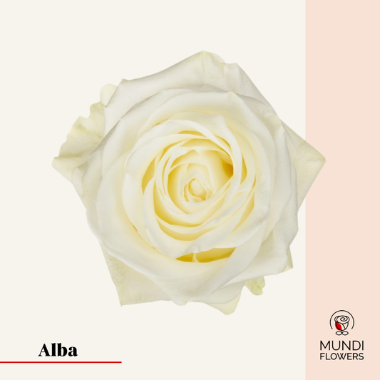 Alba