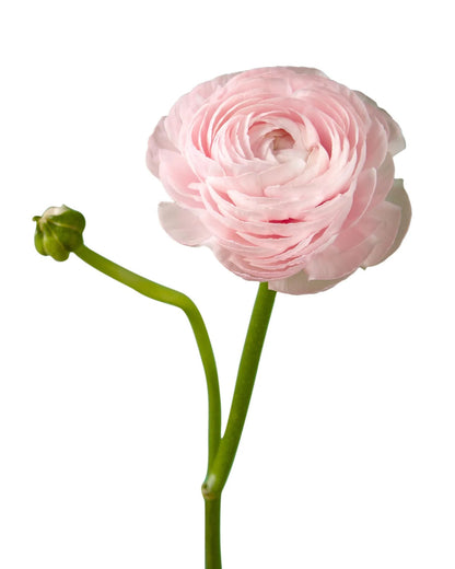 Ranunculus Elegance