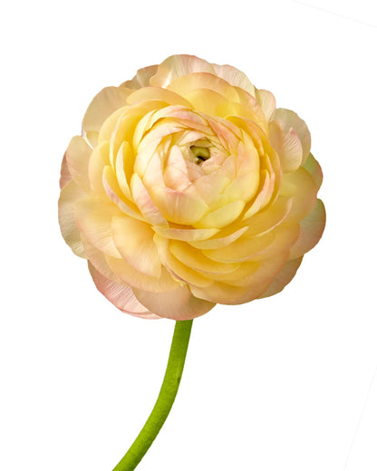Ranunculus Elegance