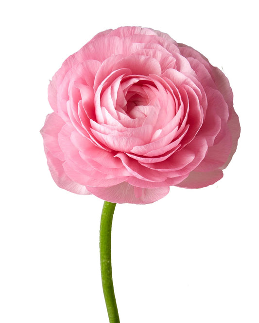 Ranunculus Elegance